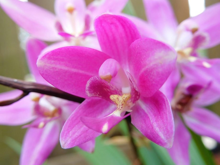 2 passaggi su come coltivare orchidee a terra