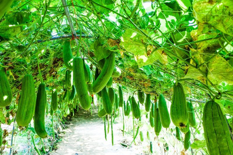 4 consigli segreti per coltivare zucchine in Italia