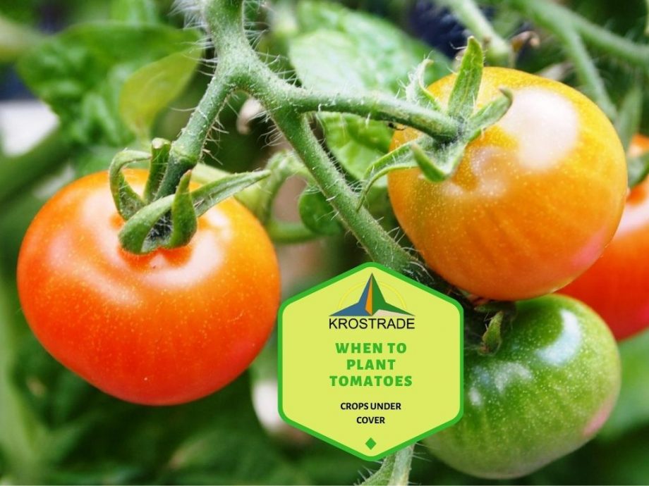 5 consigli su quando piantare i pomodori in serra in Inghilterra