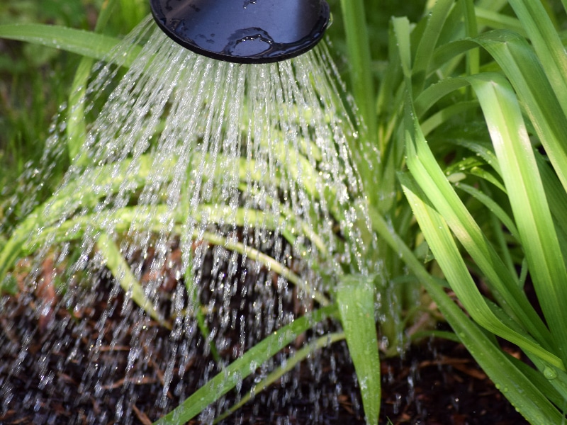Come acidificare l'acqua per le tue piante