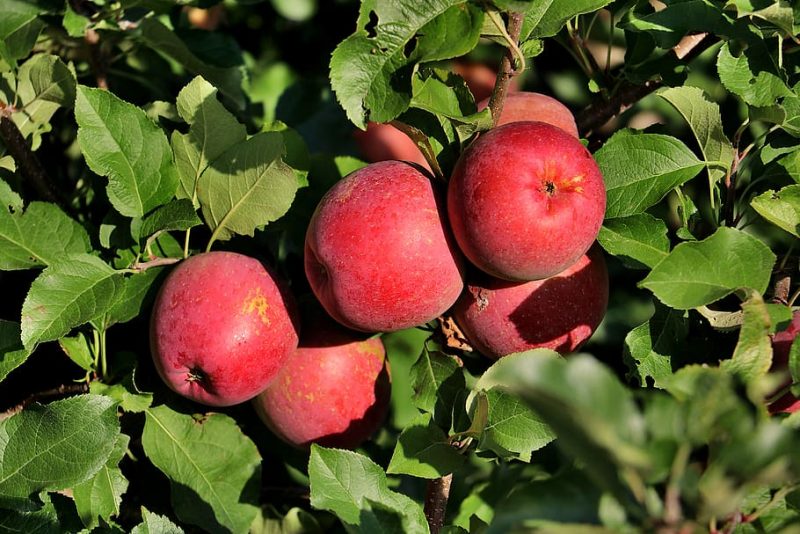 Come avviare un'attività di frutteto di mele