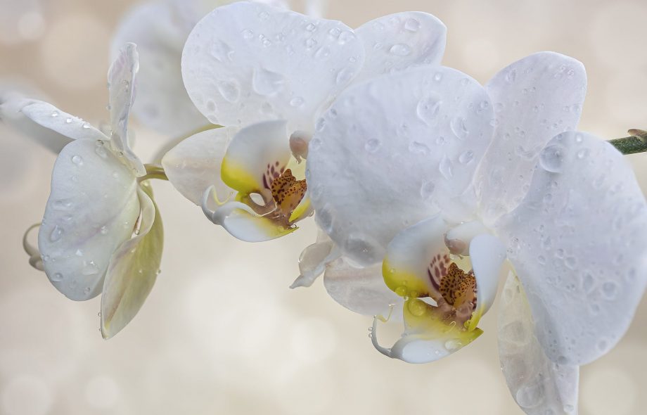 Come coltivare orchidee in acqua in 3 semplici passaggi