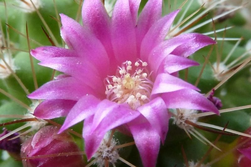Come far fiorire il cactus. 2 fattori per il successo