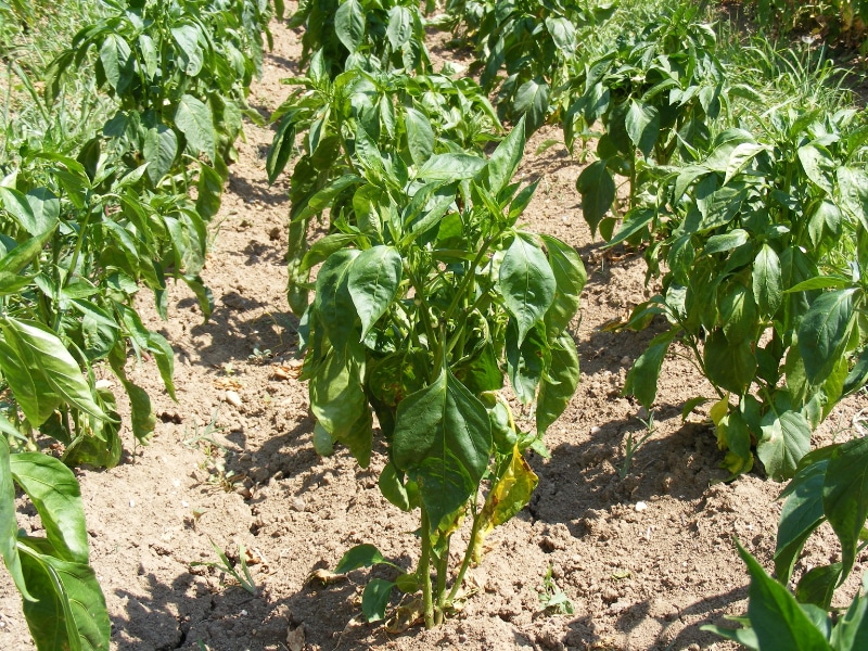 Come identificare le piante di peperone in 6 semplici passaggi