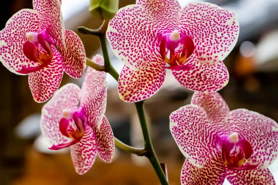 Come incrociare le orchidee con successo