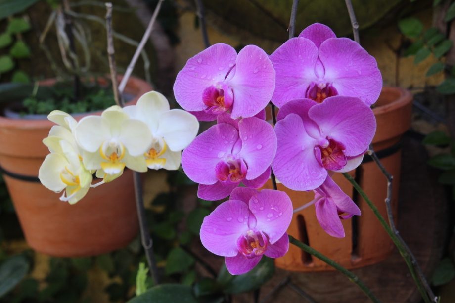 Come innaffiare le orchidee nel muschio