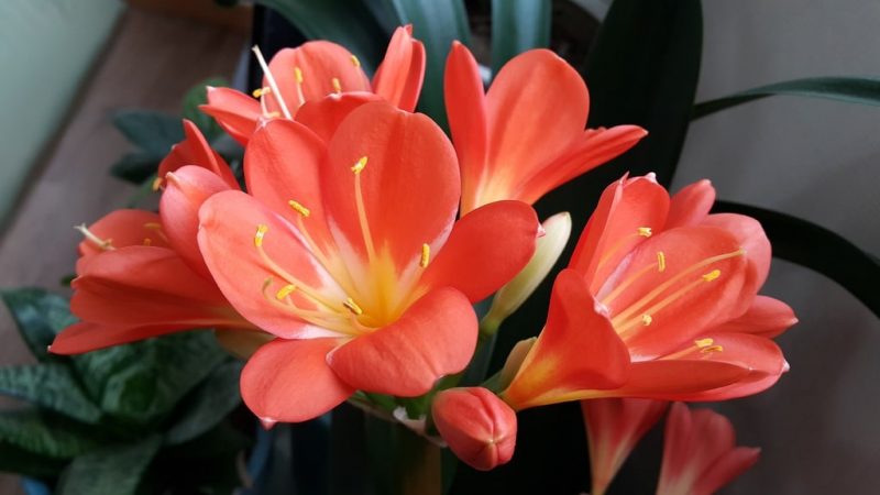 Come mantenere vivi i tulipani in vaso: una guida passo passo