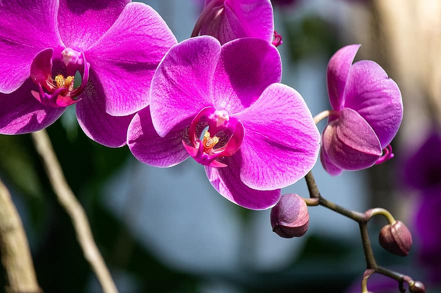 Come ottenere più gambi su un'orchidea
