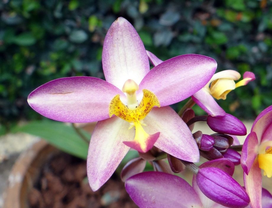 Come piantare orchidee a terra. 2 semplici passaggi