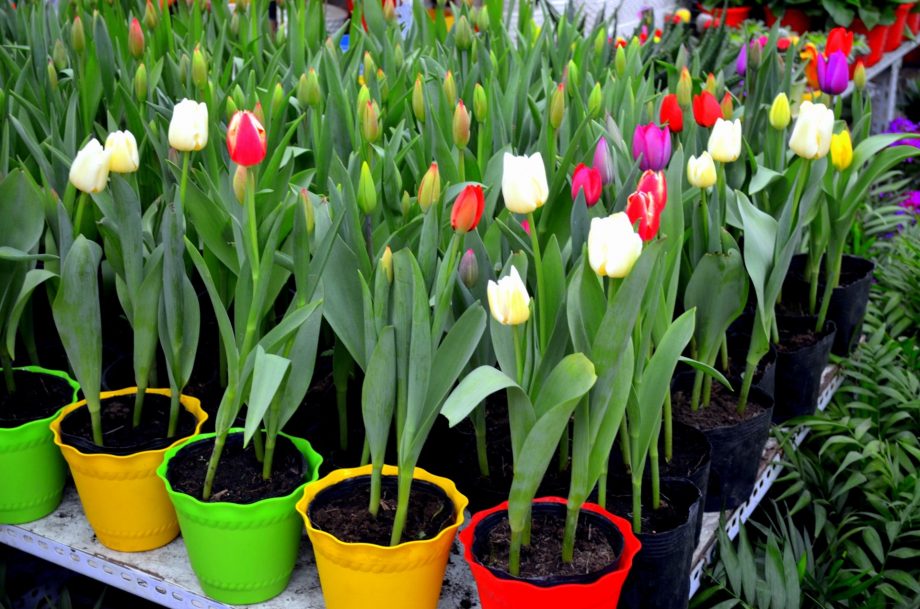 Come prendersi cura dei tulipani in vaso in 4 semplici passaggi
