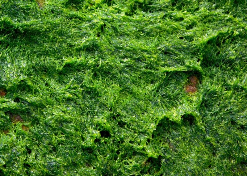 Come sbarazzarsi delle alghe verdi sul terreno di semina