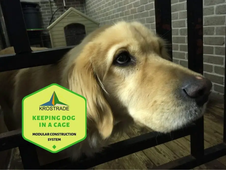 Cosa devi sapere su come tenere un cane in gabbia tutto il giorno