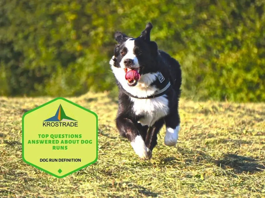 Definizione Dog Run | Principali domande a cui si risponde sulle corse per cani