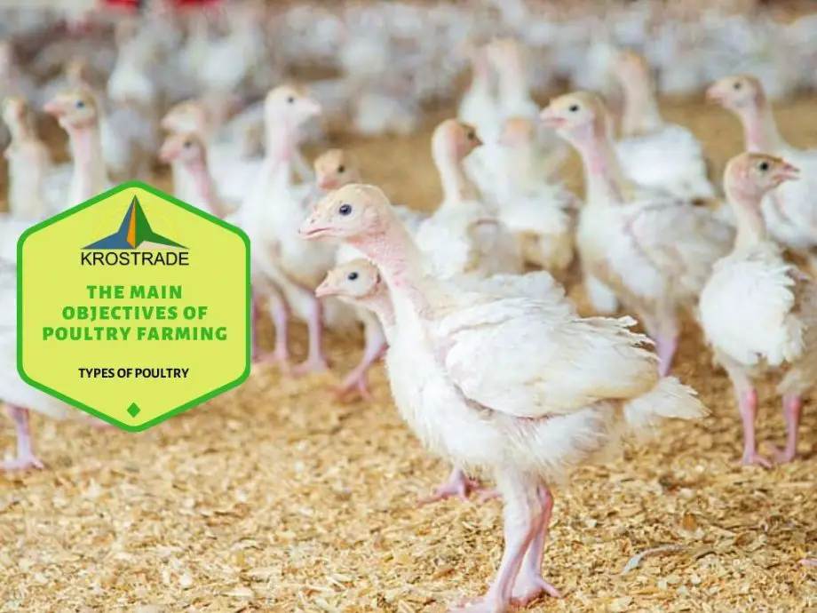 Gli obiettivi principali dell'allevamento di pollame in 7 semplici termini