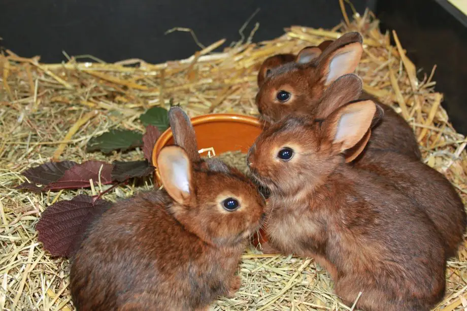 Limite di età per l'allevamento di conigli: punti da ricordare