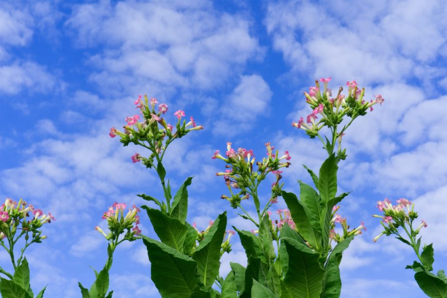 Perché i fiori sulle piante di tabacco cambiano aspetto