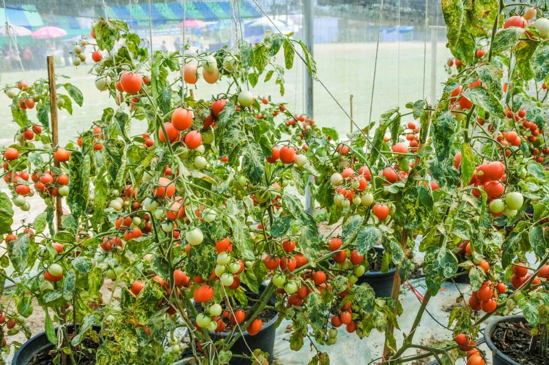 Pomodori in crescita in Italia