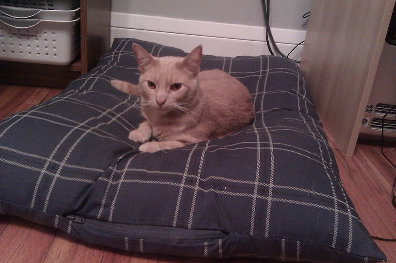 Come fare un letto per gatti da una coperta in 6 passaggi sorprendenti