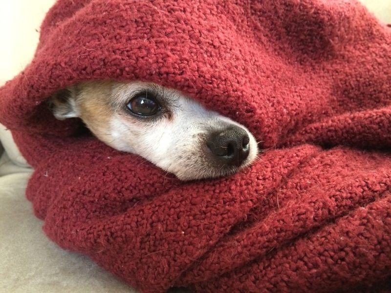 Come fare una coperta per cani? Miglior tutorial completo