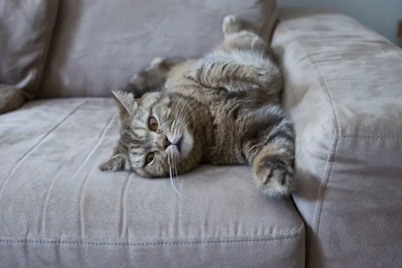 Come tenere i gatti lontani dal divano? 2 metodi migliori e suggerimenti