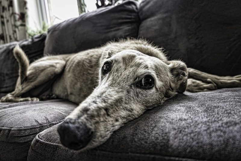 Come tenere il cane lontano dal divano? 3 soluzioni efficaci