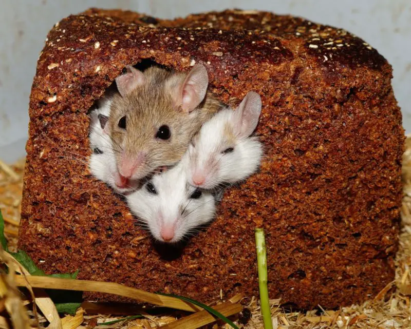 Come tenere i topi fuori dal fornello? 6 fantastici consigli!