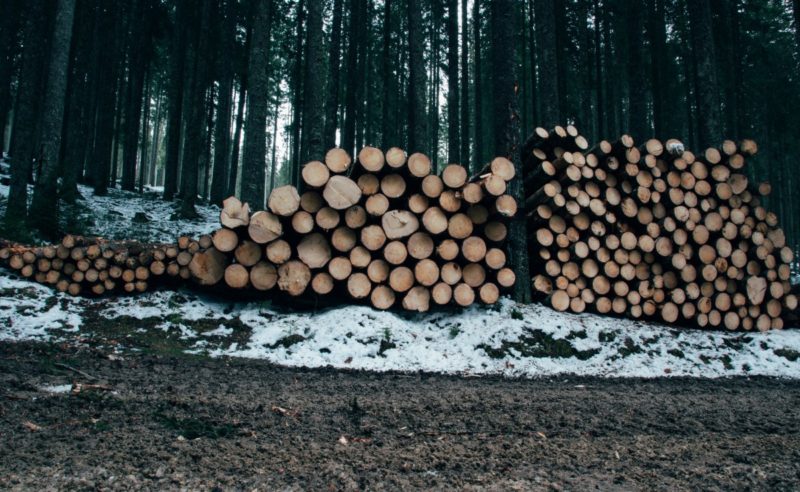 Dove acquistare legna per stufa a legna? 3 opzioni affidabili!