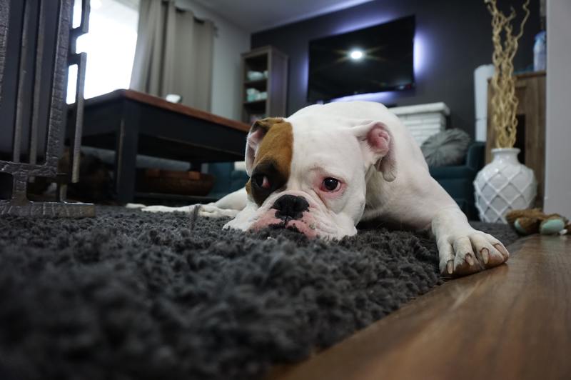 Assistenza domiciliare 101: come eliminare l'odore di muffa dall'imbottitura del tappeto