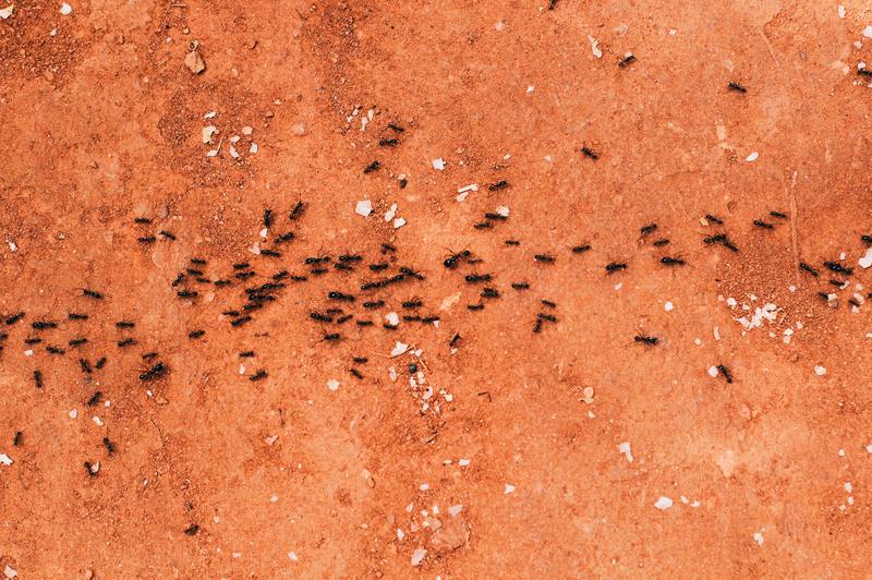 Perché vedo più bug dopo il controllo dei parassiti? 10 consigli per la prevenzione