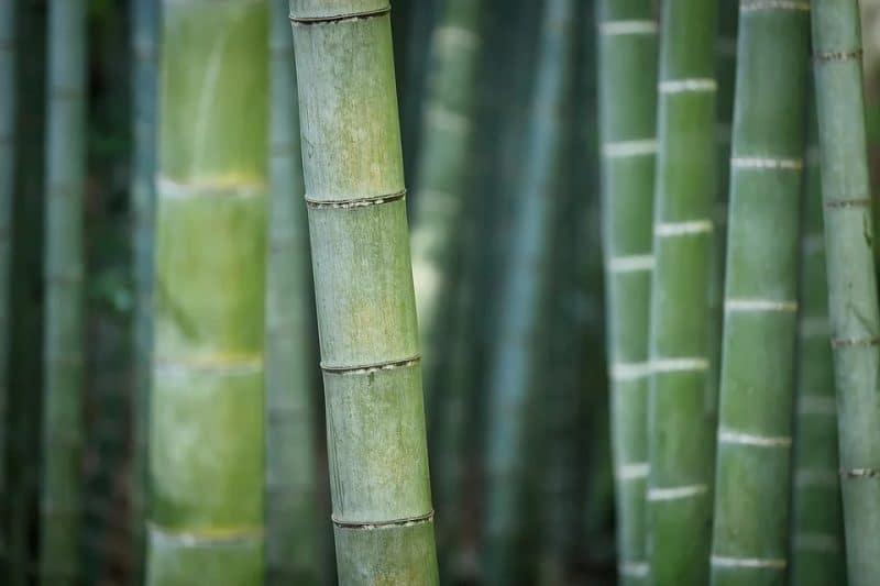 Che cos'è un materasso di bambù? La tua migliore guida generale