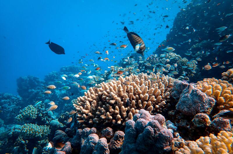 Nature Care 101: Le barriere coralline vengono danneggiate dall'acqua?